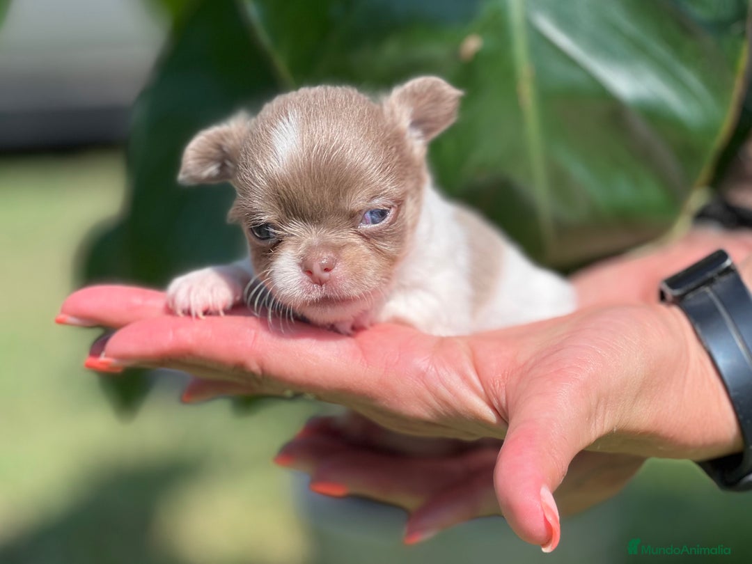 Chihuahua perros en venta: CHIHUAHUA LÍNEA RUSA CABEZA DE MANZANA  - Imagen 3