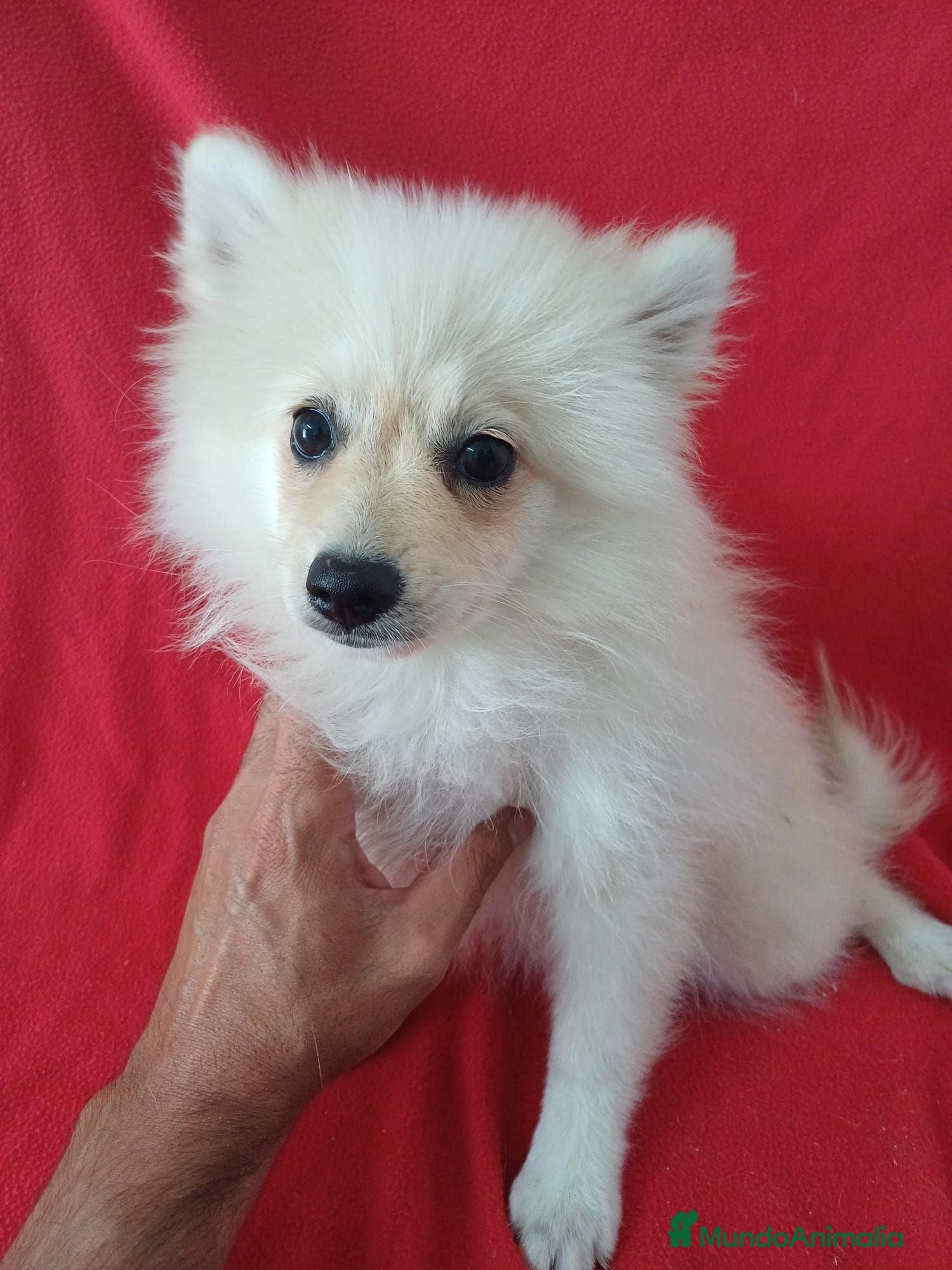 Pomerania perros Pomerania - Anuncio 1