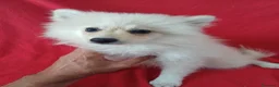 Pomerania perros en venta: Pomerania - Anuncio 1