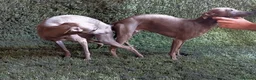 Pequeño Lebrel Italiano perros en venta:  Últimos!!Lebrel Italiano Picolo  - Anuncio 4