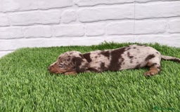 Teckel Miniatura perros en venta: Cachorros de Teckel Arlequín chocolate  en Badajoz - Imagen 2