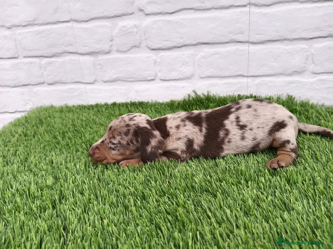 Teckel Miniatura perros en venta: Cachorros de Teckel Arlequín chocolate  en Badajoz - Imagen 2