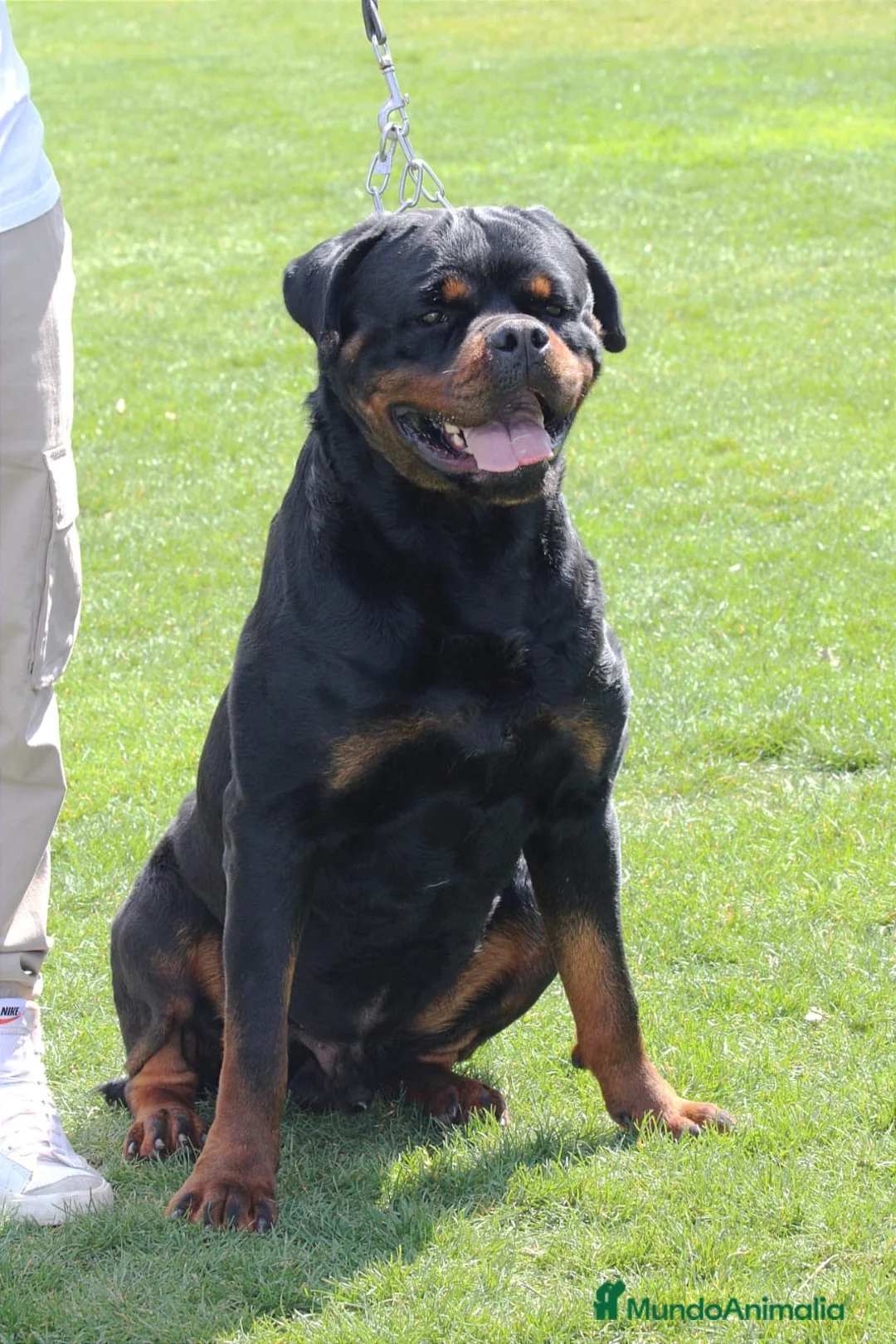 Rottweiler perros en venta: Rottweiler  - Anuncio 2