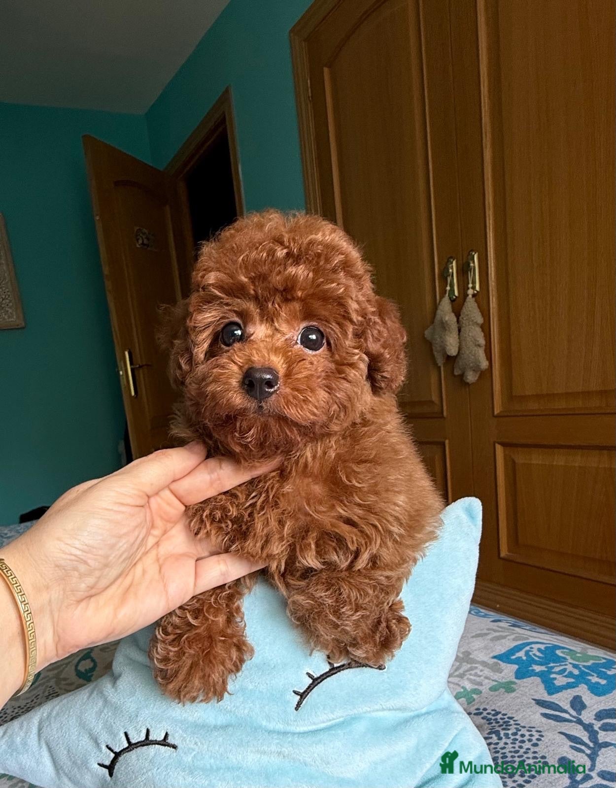 Caniche Toy perros Caniche toy excelente cachorrito !!! - Anuncio 2