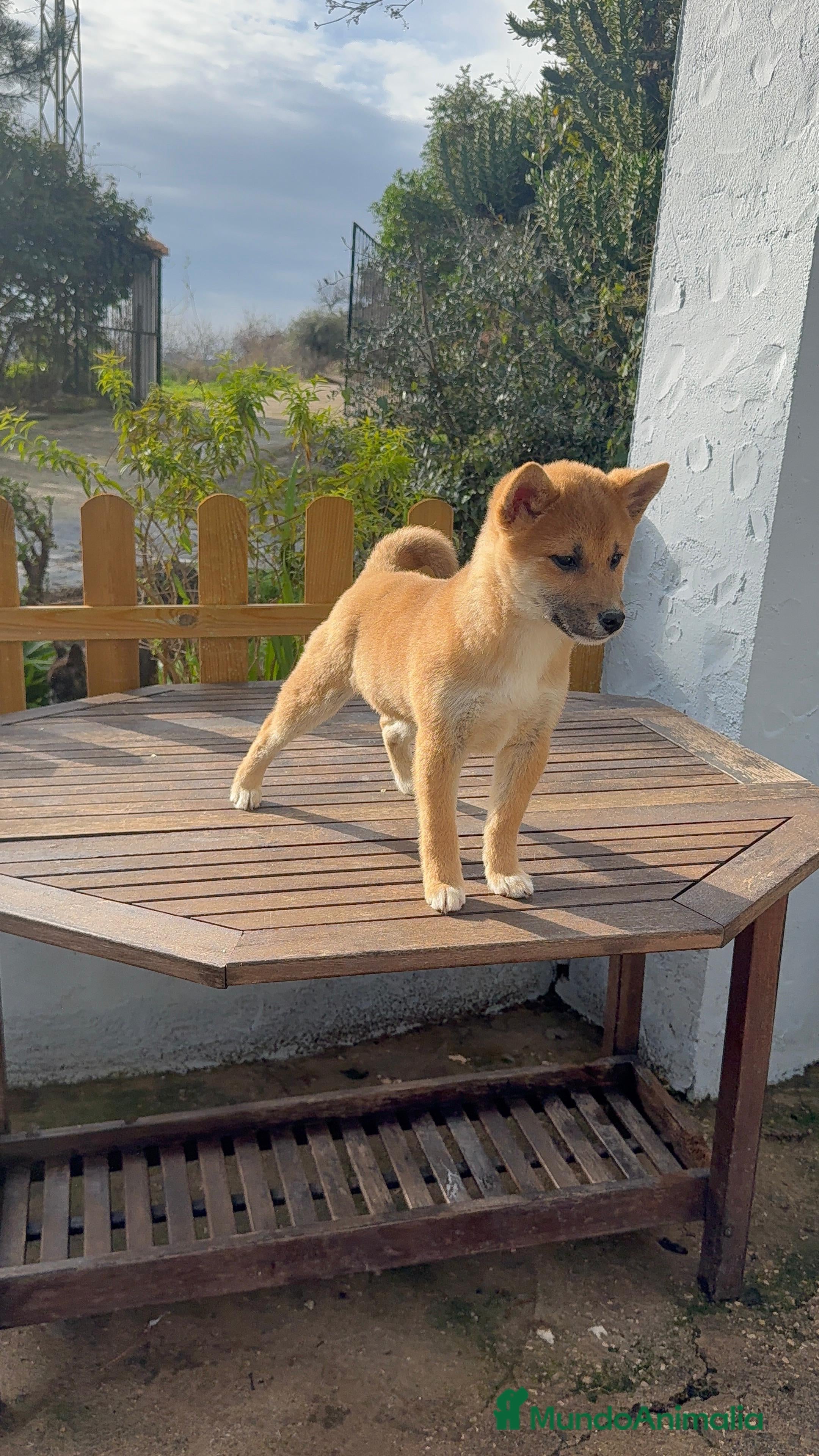 Shiba Inu perros Shiba Inu macho precioso listo para ir a su hogar - Anuncio 4