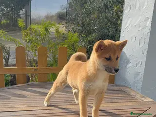 Shiba Inu perros Shiba Inu macho precioso listo para ir a su hogar - Anuncio 10