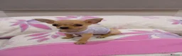 Chihuahua perros en venta: Chihuahuas micro toy máxima calidad - Anuncio 7
