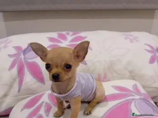 Chihuahua perros Chihuahuas micro toy máxima calidad - Anuncio 2