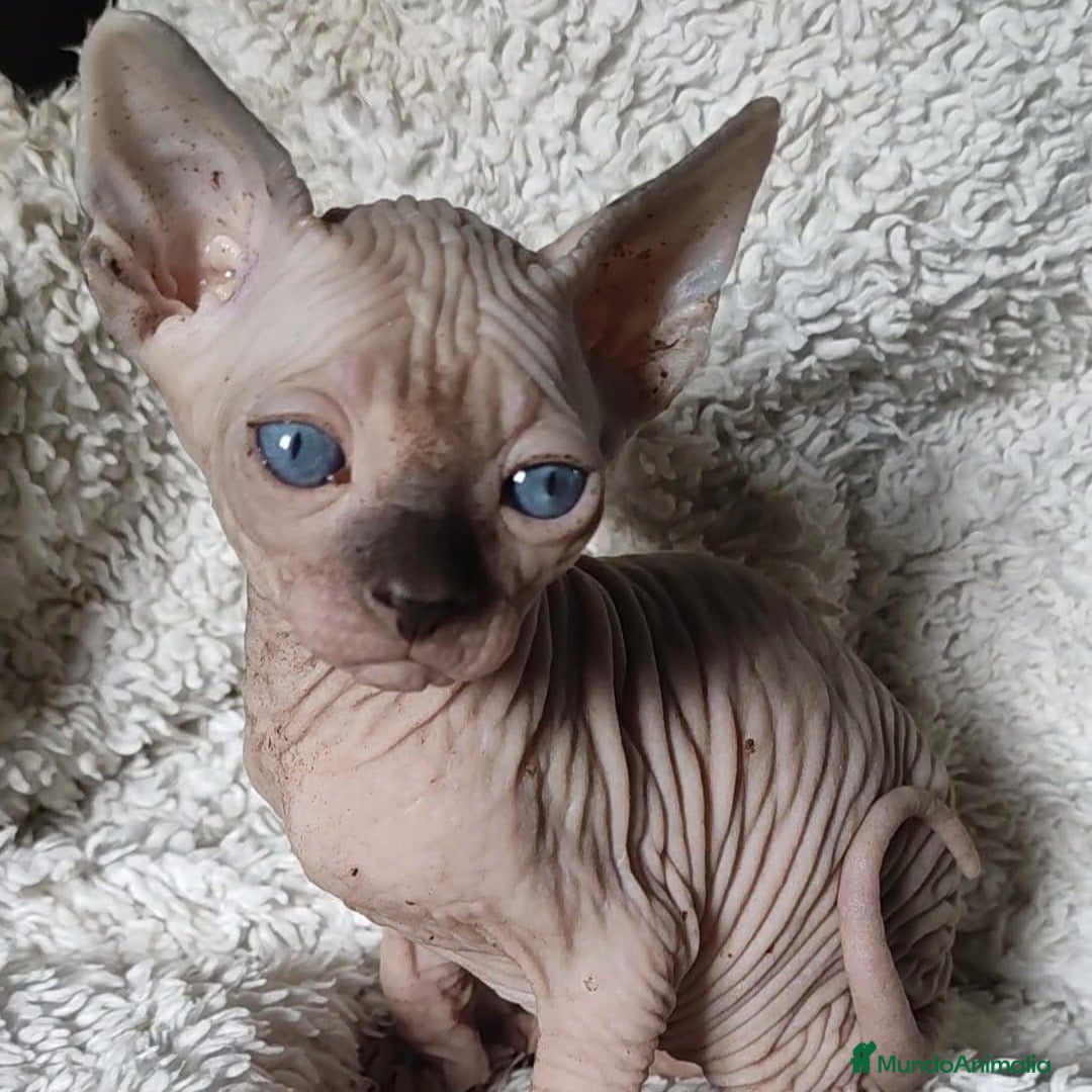 Sphynx gatos Sphynx Point  - Anuncio 1