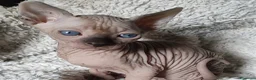 Sphynx gatos en venta: Sphynx Point  - Anuncio 1