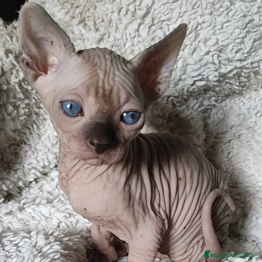Sphynx gatos en venta: Sphynx Point  - Anuncio 1
