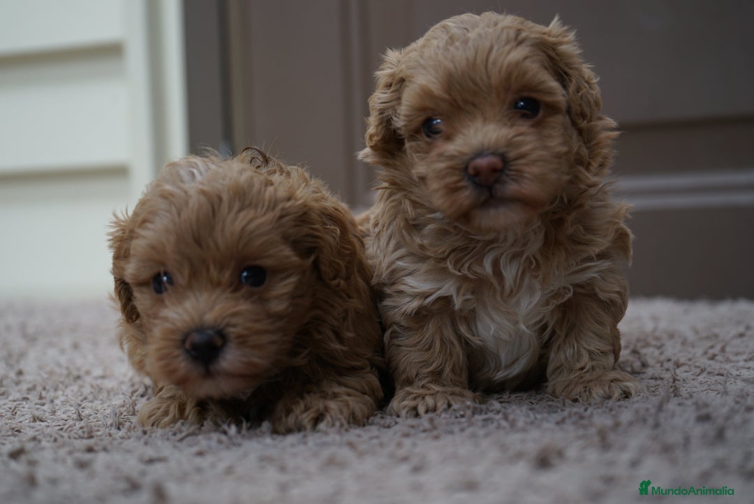 Maltipoo perros en venta: 🍥🐾 Muffi, Mochi & Yuki ✨ - Imagen 6