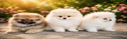 Pomerania perros en venta: Pomerañia  toy  - Anuncio 2