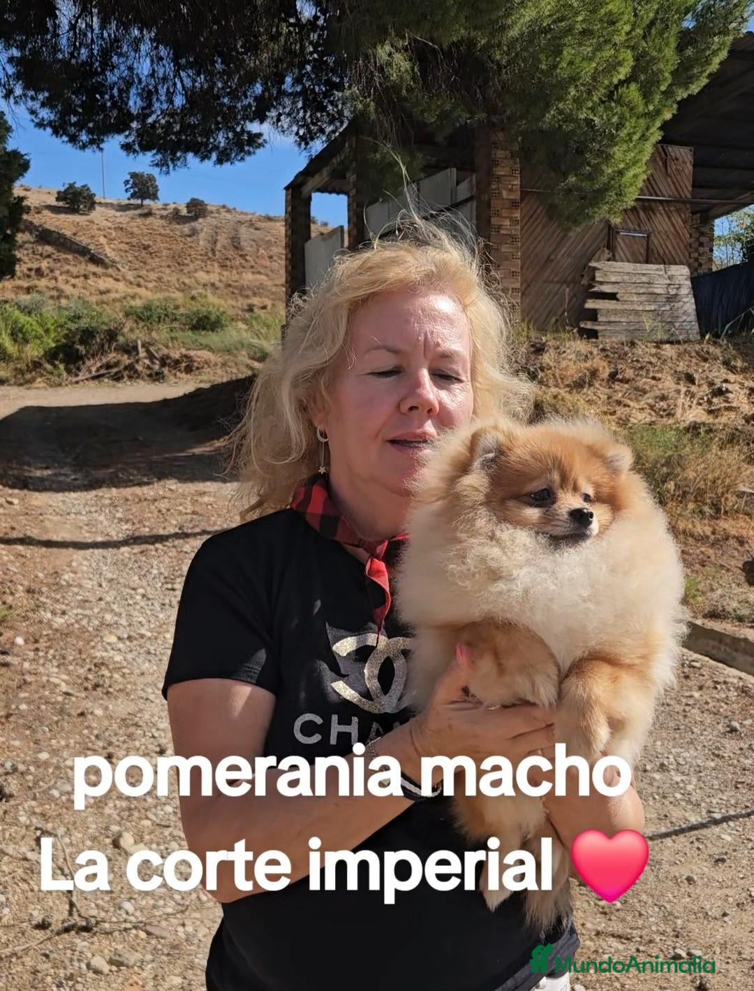Pomerania perros Pomerania - Anuncio 2