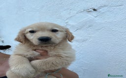 Golden Retriever perros en venta: golden retriever  - Imagen 3