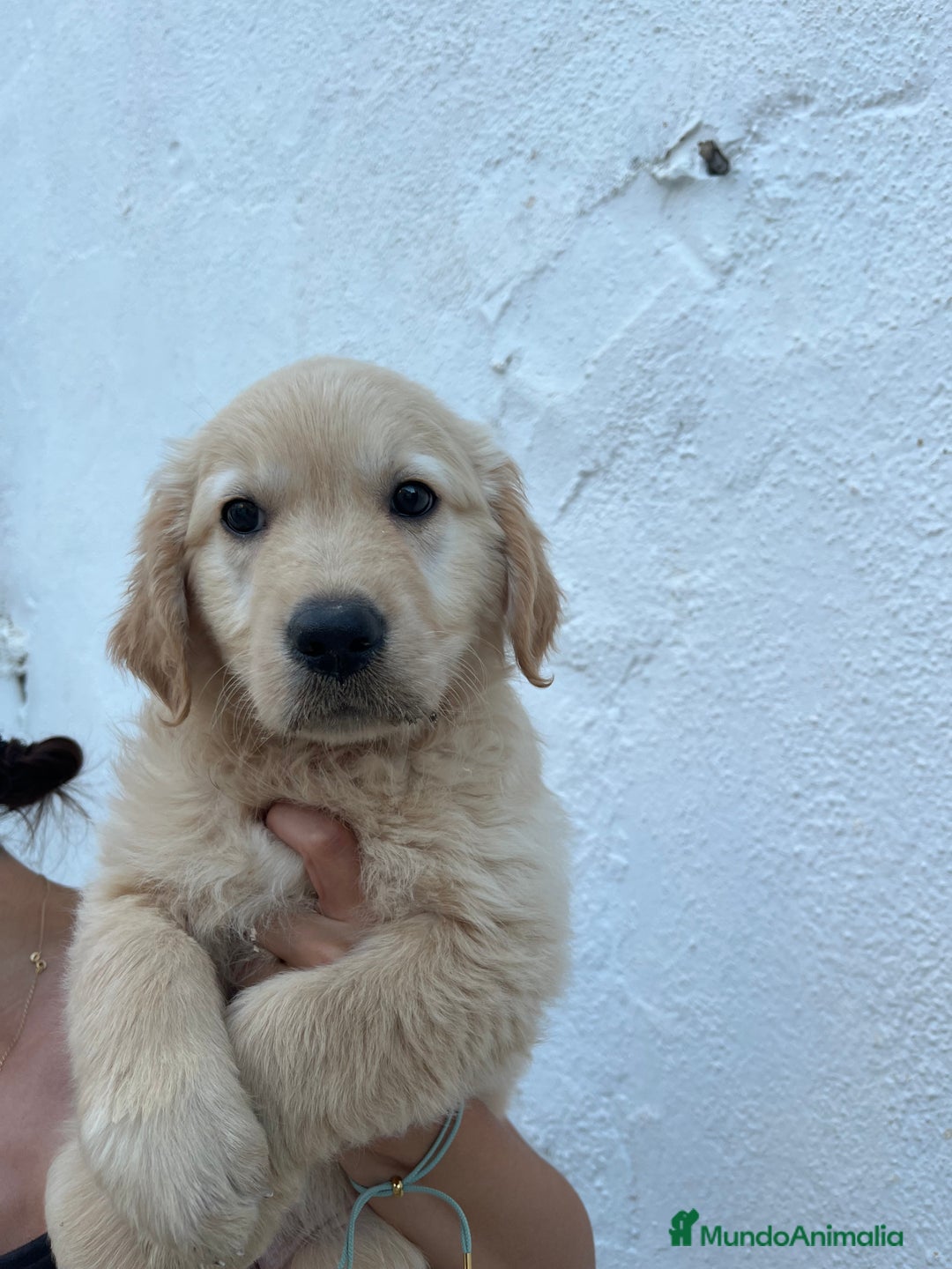 Golden Retriever perros en venta: golden retriever  - Imagen 3