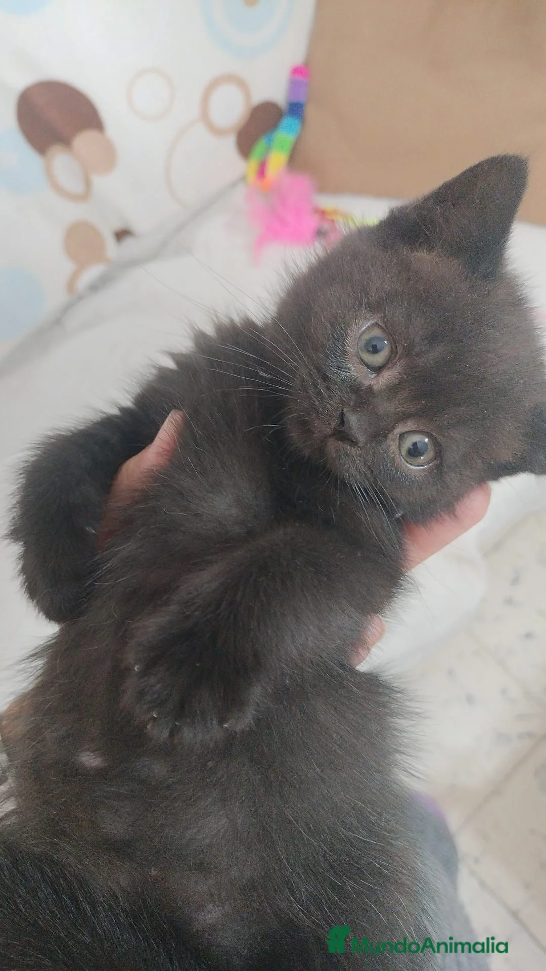 Británico de Pelo Corto gatos en venta: Macho y hembra de British chocolate  - Anuncio 1