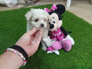 Bichón Maltés perros - Anuncio 1
