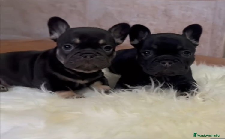 Bulldog Francés perros - Anuncio 1