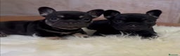 Bulldog Francés perros en venta: Lindos frenchis  - Anuncio 1