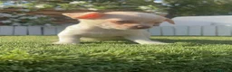 Chihuahua perros en venta: CHIHUAHUA- MACHO - Anuncio 6