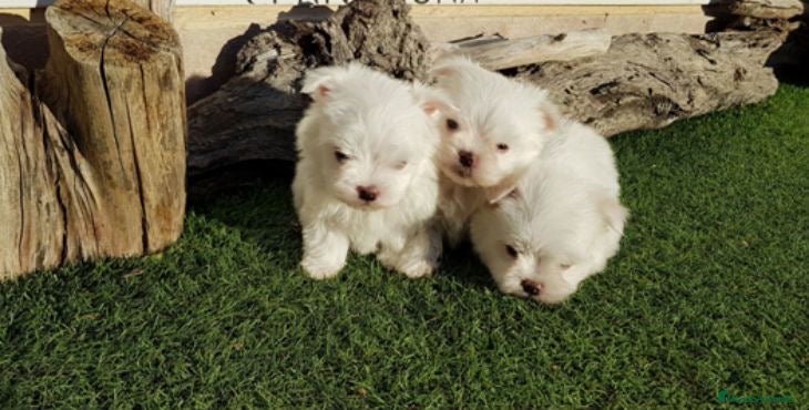 Bichón Maltés perros BICHON MALTÉS ///// LA MEJOR SELECCIÓN  - Anuncio 2