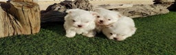 Bichón Maltés perros en venta: BICHON MALTÉS ///// LA MEJOR SELECCIÓN  - Anuncio 2