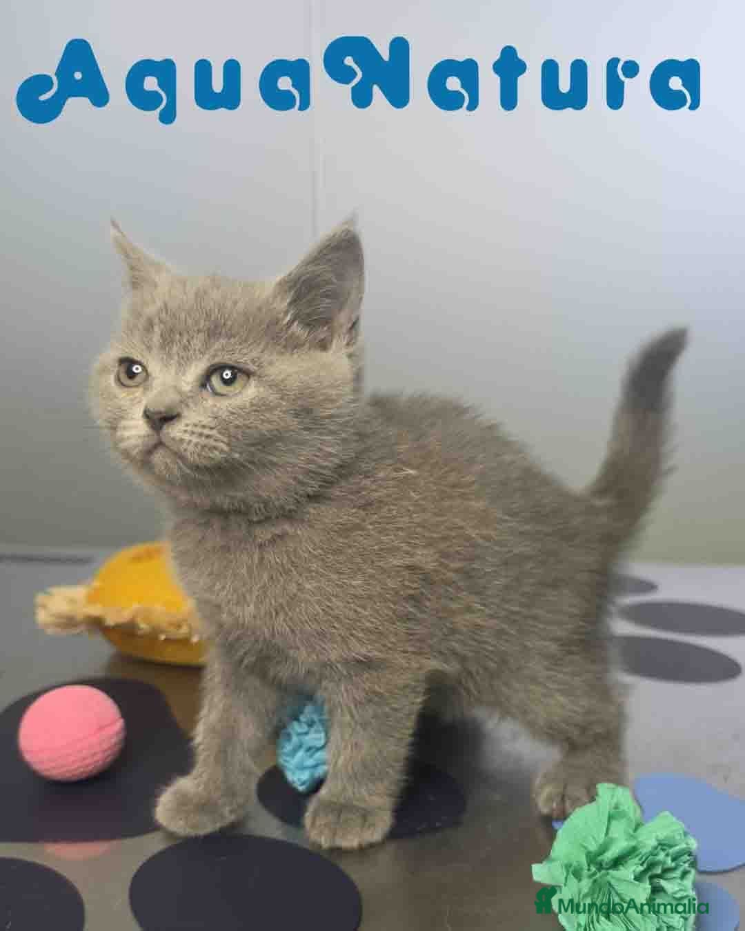 Británico de Pelo Corto Azul gatos British Hembra de Marlon y Skay 6330 AQUANATURA - Anuncio 2