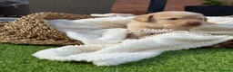 Labrador Retriever perros en venta: LABRADOR MACHO - Anuncio 2