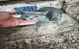 Scottish Straight gatos en venta: Disponibles gatitos scottish - Imagen 1