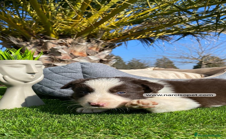 Border Collie perros - Anuncio 6