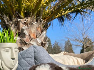 Border Collie perros BORDER COLLIE CHOCOLATE CAMADA - Anuncio 21