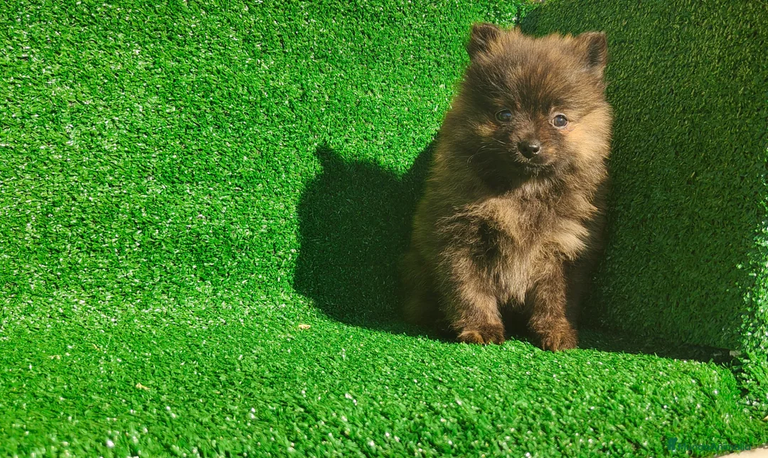 Pomerania perros en venta: Pomerania  - Anuncio 3