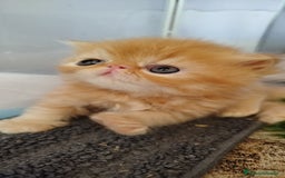Persa gatos en venta: Gatito Persa Exotico Pura Raza - Imagen 9