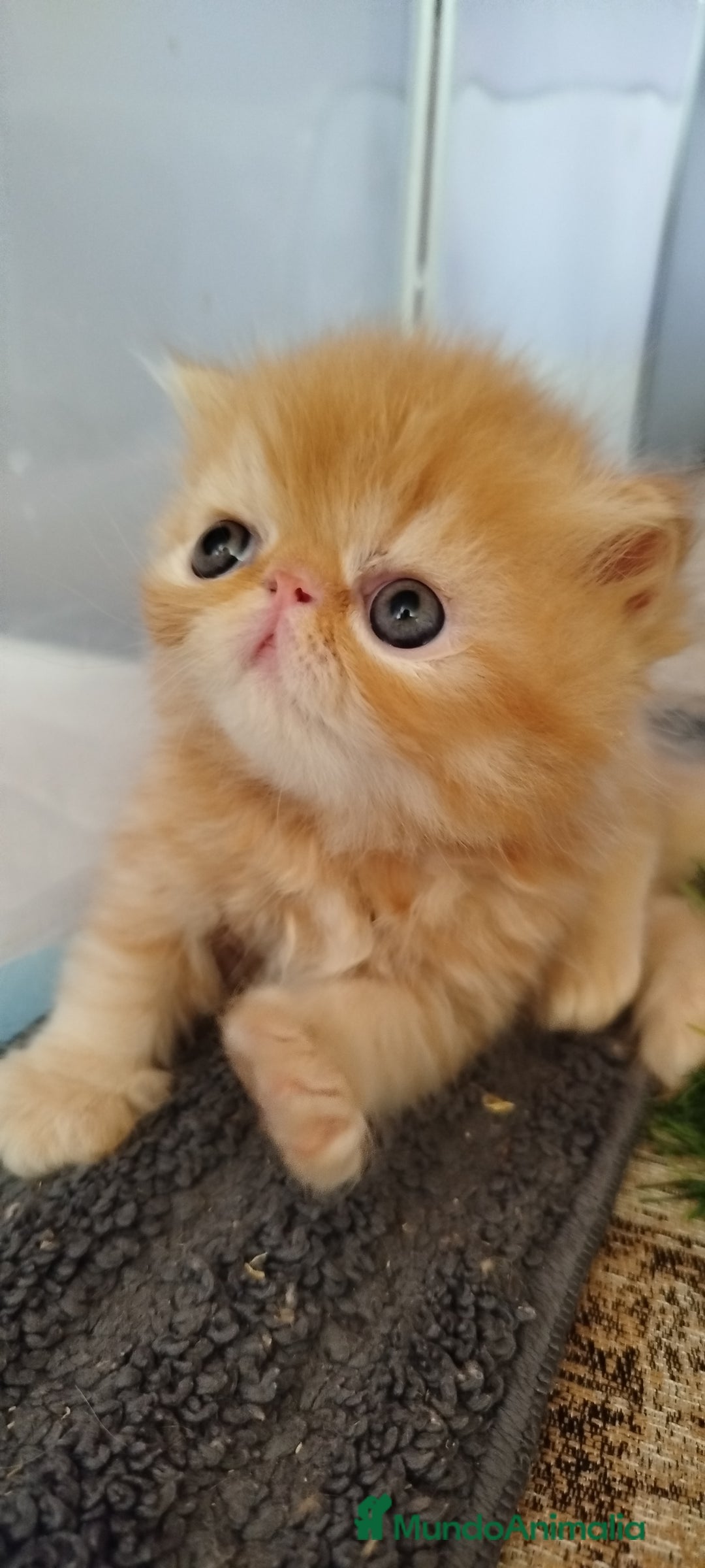 Persa gatos en venta: Gatito Persa Exotico Pura Raza - Imagen 9