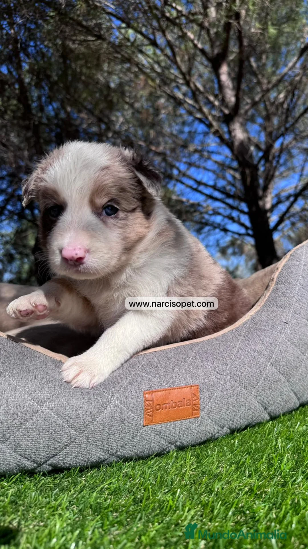 Border Collie perros en venta: CRIA PROFESIONAL BORDER COLLIE RED MERLE en Asturias - Anuncio 4