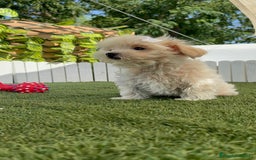 Maltipoo perros en venta: MALTIPOO  - Imagen 11
