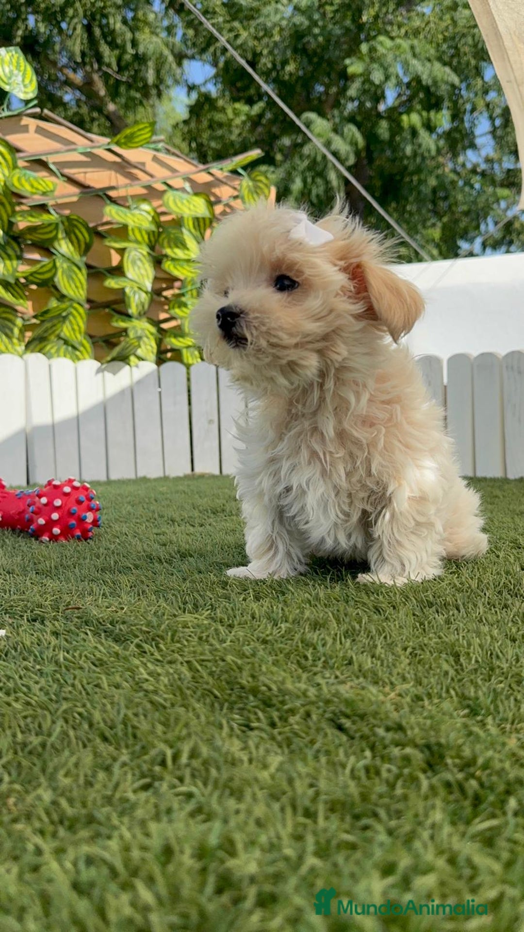 Maltipoo perros en venta: MALTIPOO  - Imagen 11