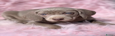 Weimaraner Cachorro 5