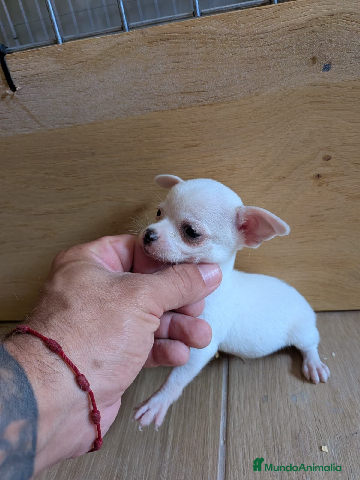 Chihuahua perros Chihuahua mini toy  - Anuncio 2