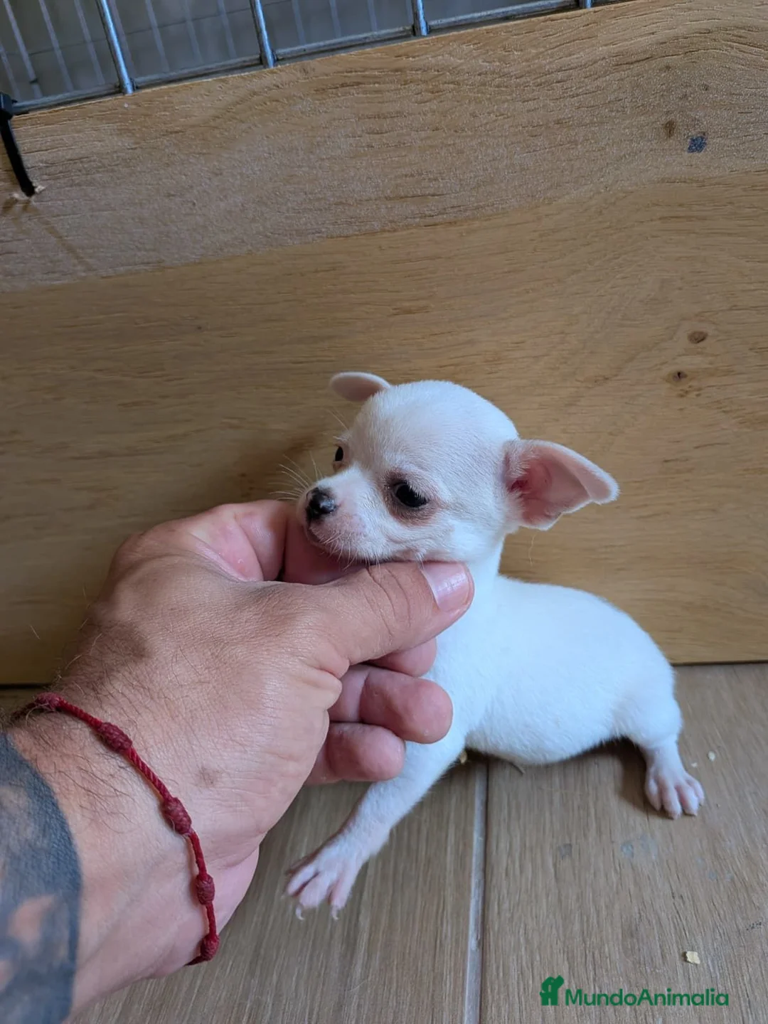 Chihuahua perros en venta: Chihuahua mini toy  - Anuncio 1