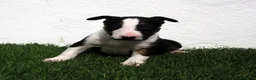 Bull Terrier perros en venta: Bull Terrier  - Anuncio 7