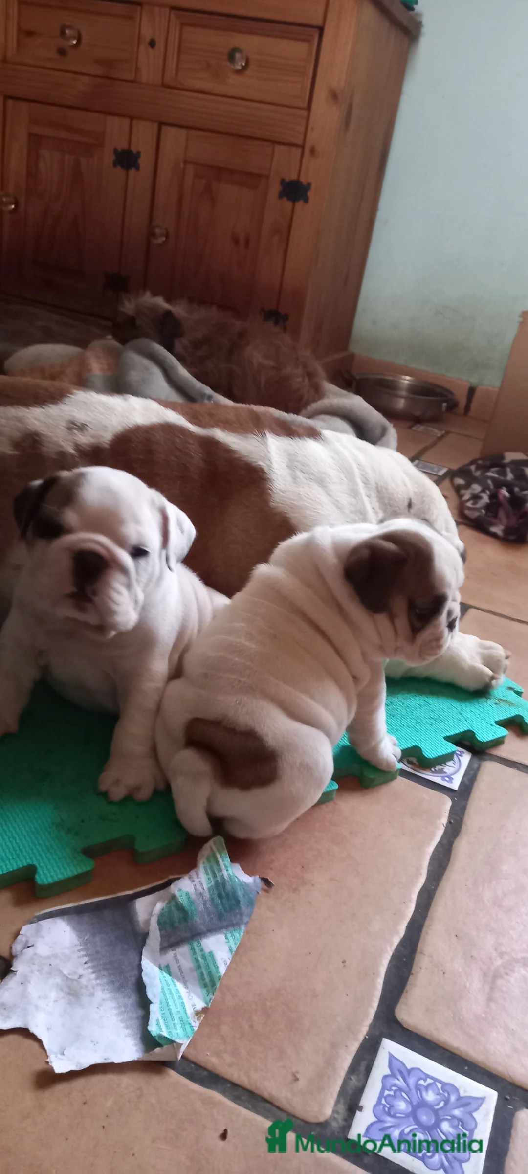 Imagen de galería {{count}}