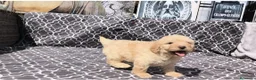 Perro de Agua Español perros en venta: Perros de agua  - Anuncio 2