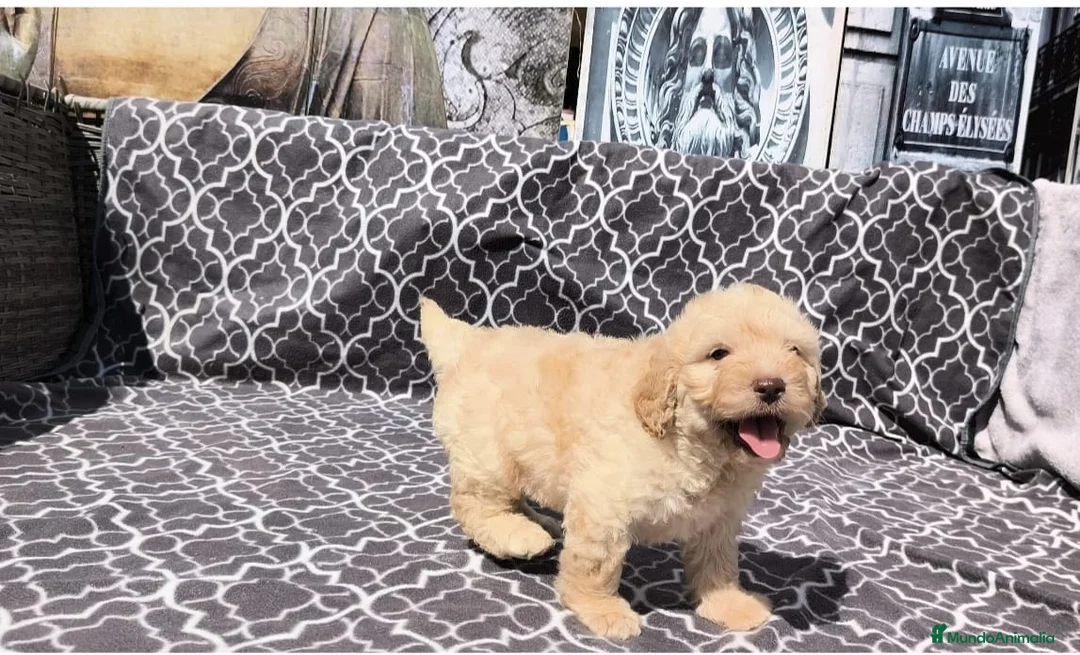 Perro de Agua Español perros en venta: Perros de agua  - Anuncio 2