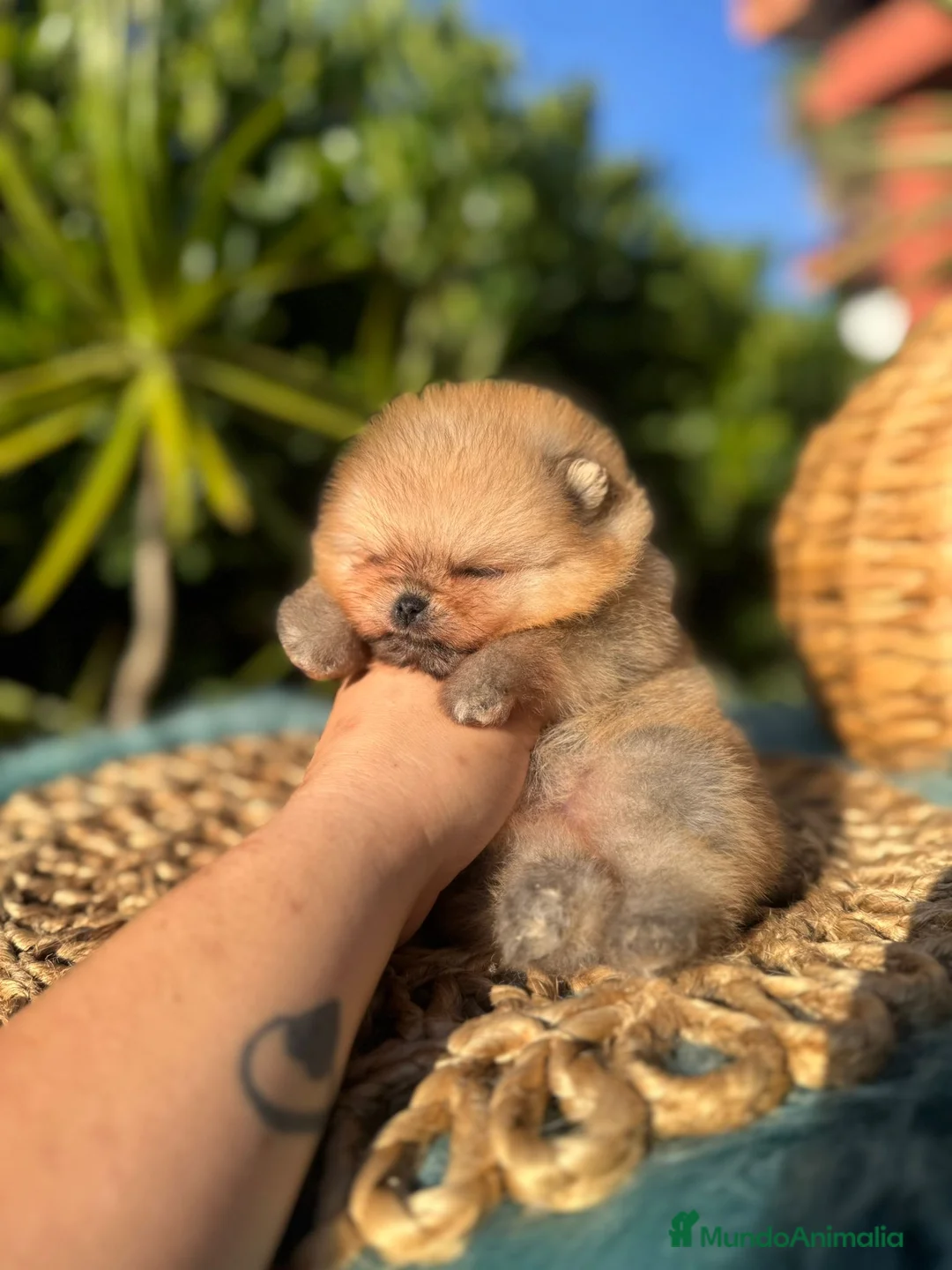 Pomerania perros en venta: AUTENTICOS BEBE POMERANIA - Anuncio 2