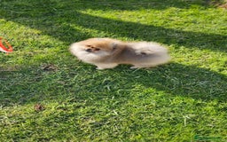 Pomerania perros en venta: Pomerania bellísimo  - Anuncio 5
