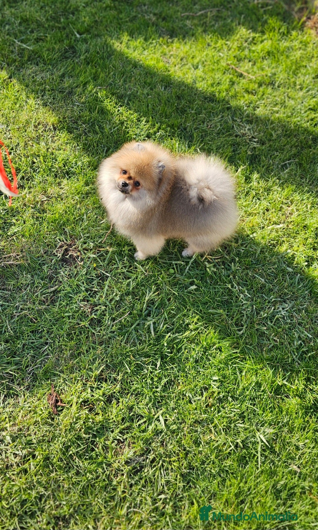 Pomerania perros en venta: Pomerania bellísimo  - Anuncio 5