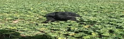 Schnauzer Gigante perros en venta: SchnauzerGiganteNegro - Anuncio 3