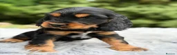 Cocker Spaniel Inglés perros en venta: COCKER SPANIEL INGLÉS BLACK AND TAN - Anuncio 6